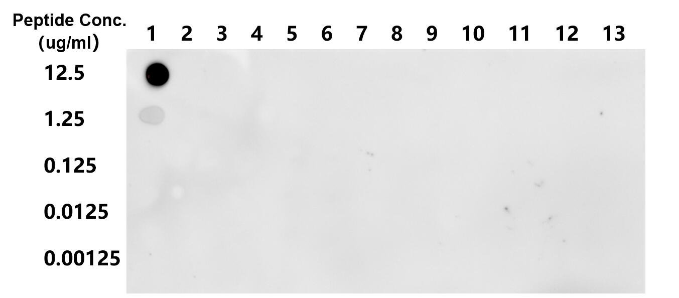 Dot Blot experiment of peptide using Acetyl-Histone H3 (Lys27) Recombinant antibody (82902-1-RR)